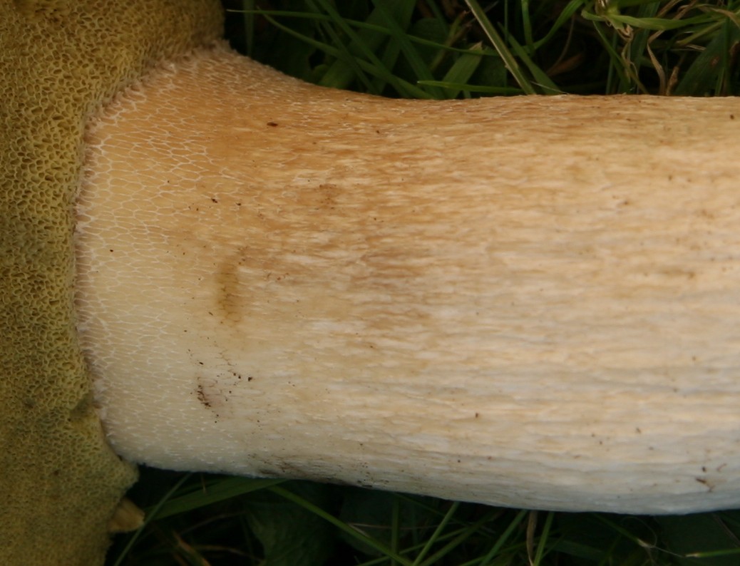 nuovo boletus dalla foresta nera